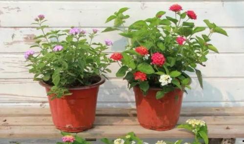 武漢小阿姨爆料視頻最新,揭秘疫情下的真實生活與挑戰